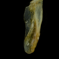 photo of Black seabream supracleithrum medial view