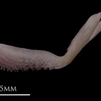 photo of Common sole premaxilla medial view