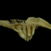 photo of Barbel pharyngeal ventral view