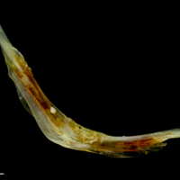 photo of Common sole cleithrum medial view