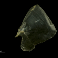 photo of European smelt opercular lateral view