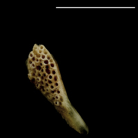 photo of Turbot pharyngeal ventral view