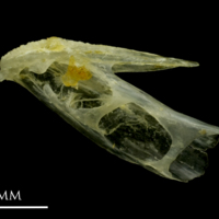 photo of Ruffe dentary lateral view