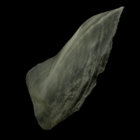 photo of Burbot subopercular lateral view