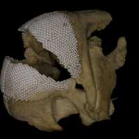 photo of Parrot fish jaw lateral view