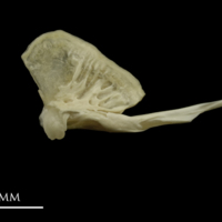 photo of Grayling quadrate lateral view