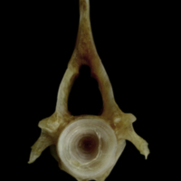 photo of Couch's seabream precaudal vertebra posterior view