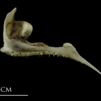 photo of Brill premaxilla medial view