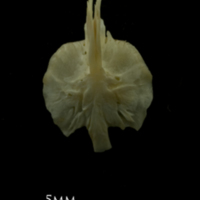 photo of Grayling for assessment dorsal view