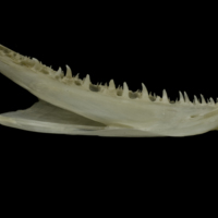 photo of Zander dentary medial view