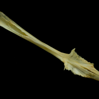 photo of Saithe parasphenoid dorsal view