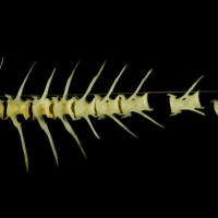 photo of Scad precaudal vertebra lateral view