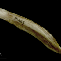 photo of European conger supracleithrum lateral view