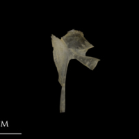 photo of Shore rockling for assessment lateral view