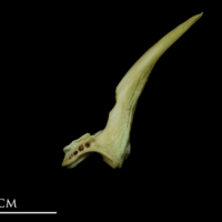 photo of John dory first vertebra lateral view