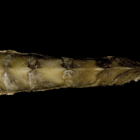 photo of Greater amberjack scute dorsal view