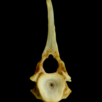 photo of Ballan wrasse precaudal vertebra anterior view
