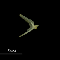 photo of Bullhead opercular medial view