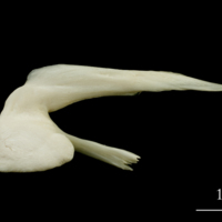 photo of Haddock posttemporal medial view