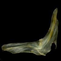 photo of European smelt cleithrum lateral view