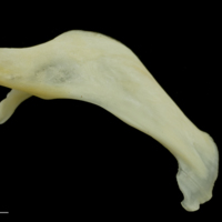 photo of Gilthead seabream maxilla lateral view