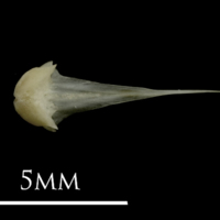 photo of Eelpout vomer ventral view