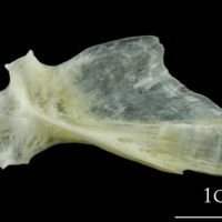 photo of European plaice hyomandibular lateral view