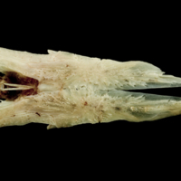 photo of Garfish parasphenoid dorsal view