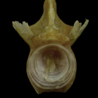 photo of Couch's seabream basioccipital posterior view