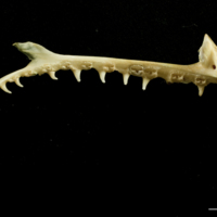 photo of European hake premaxilla medial view