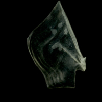 photo of European sprat opercular medial view