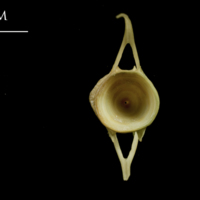 photo of European hake caudal vertebra anterior view