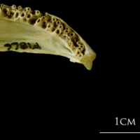 photo of Atlantic cod dentary detail view