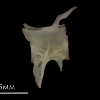 photo of European eel precaudal vertebra lateral view