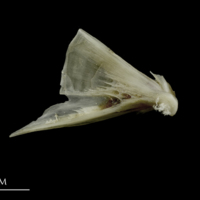 photo of Brill quadrate lateral view