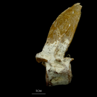 photo of Atlantic bluefin tuna  first vertebra lateral view