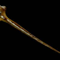 photo of Atlantic bluefin tuna  postcleithrum left