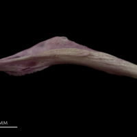 photo of Meagre pharyngeal ventral view