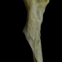 photo of Red gurnard hyomandibular medial view