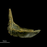 photo of Vendace preopercular medial view