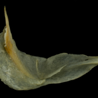 photo of Arctic Char cleithrum medial view