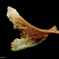 photo of Catfish opercular medial view