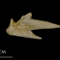 photo of White grouper articular medial view