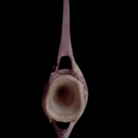 photo of Meagre caudal vertebra anterior view