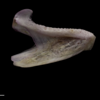 photo of Red seabream dentary medial view