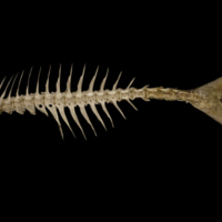 photo of Greater amberjack vertbral column lateral view