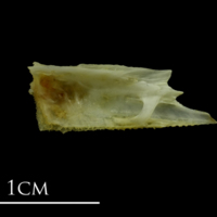 photo of Mediterranean moray for assessment medial view