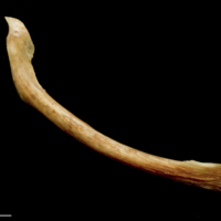 photo of Catfish maxilla medial view