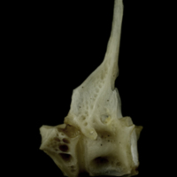 photo of Common pandora first vertebra lateral view