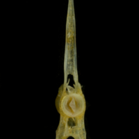 photo of Black seabream precaudal vertebra anterior view